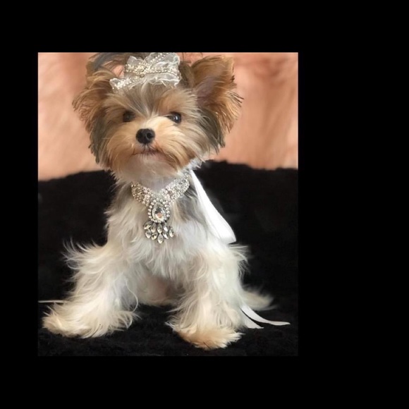 Custom made Rhinestone pet Collar - Picture 4 of 8